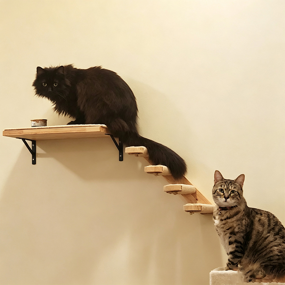 Meubles pour chat, pont suspen - Furniture Paradise & Hardware Ghaziabad By Owner avis et prix